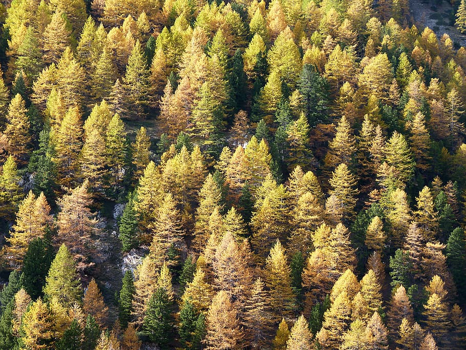 larch, fall, alps, trees, mountains, forest, points, landscape HD wallpaper