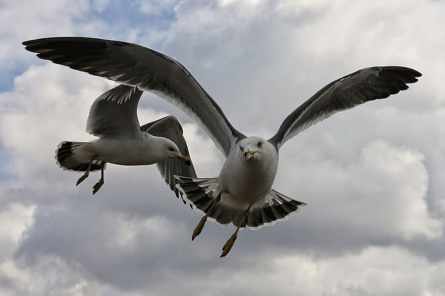 animal, sky, cloud, coast, beach, sea gull, seagull, seabird HD wallpaper