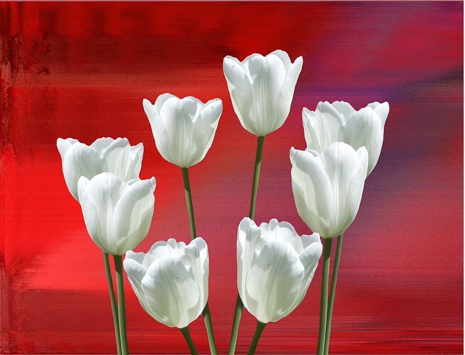 spring, tulips, red, nature, flowers, cut flowers, spring flower HD wallpaper