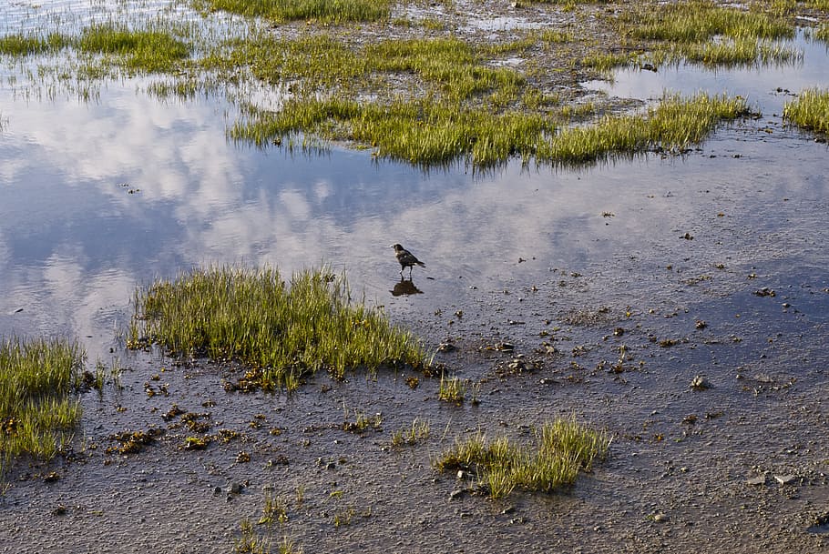 bird, nature, landscape, wildlife, water, lake, swamp, outdoors HD wallpaper