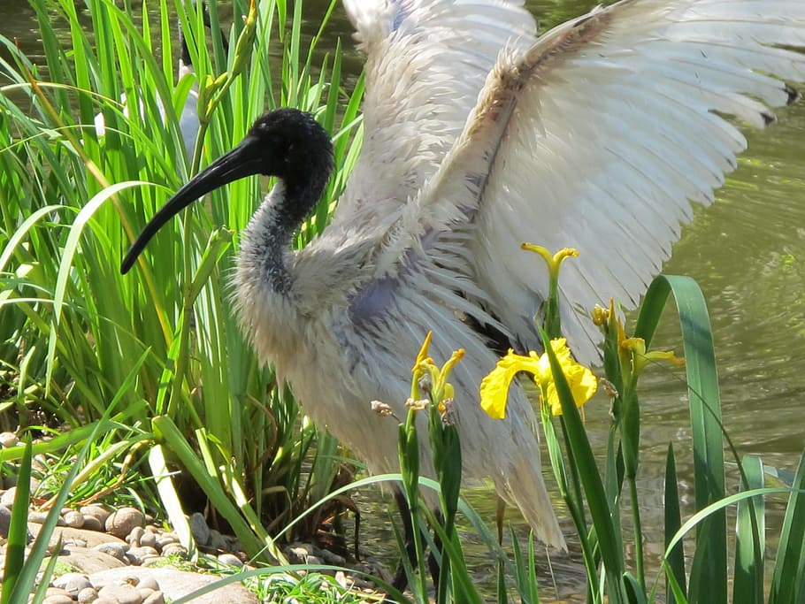 ibis, bird, wing, bill, pond, park, plumage, animal themes HD wallpaper