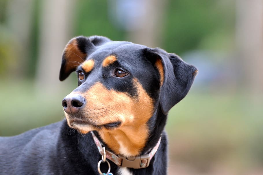 selective focus photo of black and tan dog, doberman, rescue, HD wallpaper