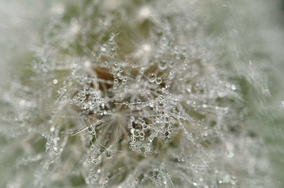dandelion, drip, wet, raindrop, dew, white, dewdrop, morgentau HD wallpaper