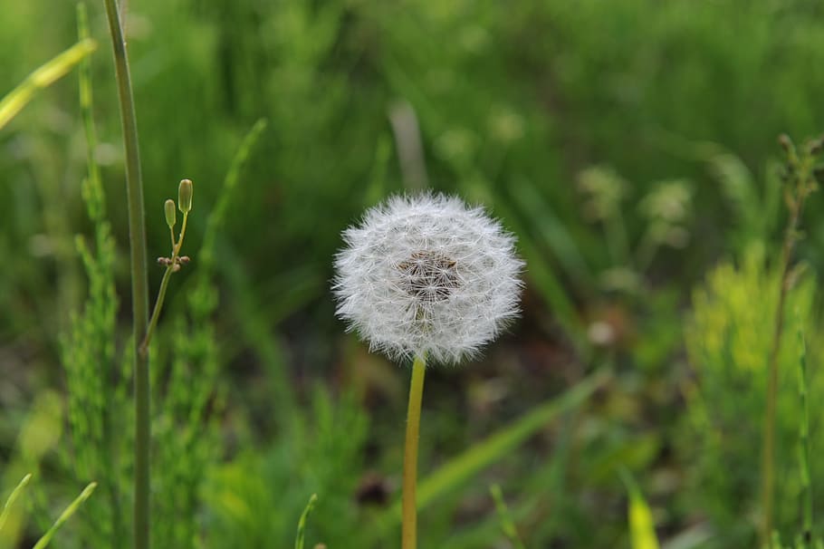 dandelion, mr hall, spring, flowers, white, nature, plant, growth HD wallpaper