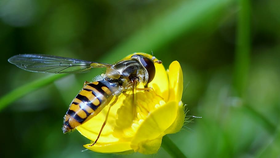 nature, insect, animal themes, invertebrate, animal wildlife HD wallpaper