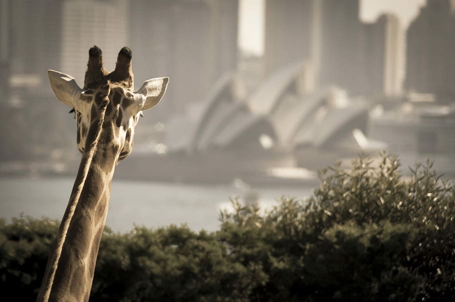 Giraffe and Opera, rule of thirds photography of giraffe head with Sydney Opera House background, HD wallpaper