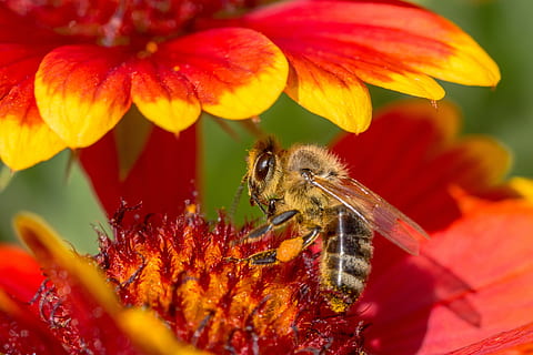 Bee, Flower, Blossom, Bloom, Insect, macro, close, nature, garden HD wallpaper