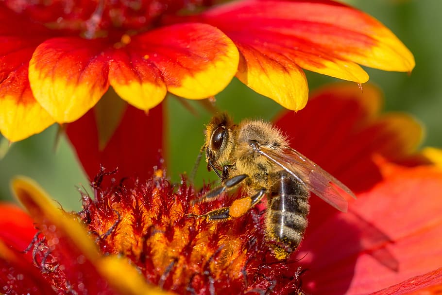 Bee, Flower, Blossom, Bloom, Insect, macro, close, nature, garden HD wallpaper