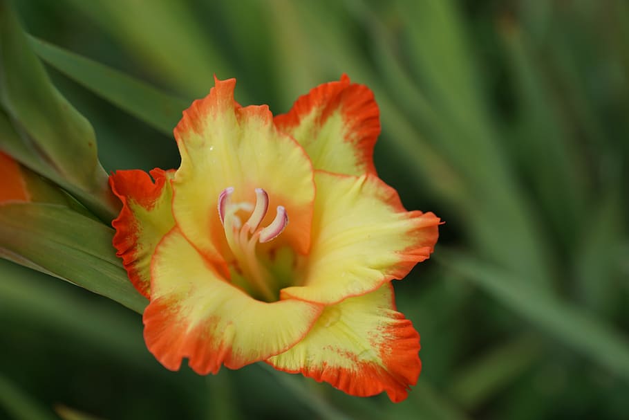 gladiolus, flower, summer, flowering plant, beauty in nature HD wallpaper