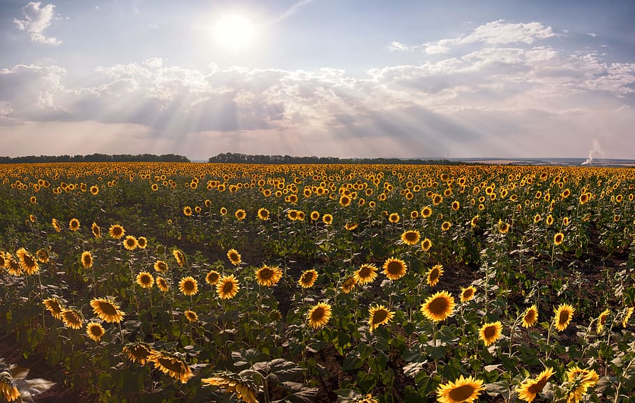 sunflowers, landscape, summer, rays, spaces, fields, sky, plant HD wallpaper