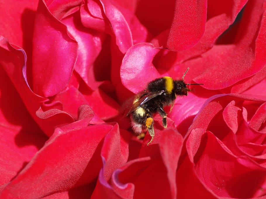 bee, flower, nature, close, insect, animal, garden, flowering plant HD wallpaper