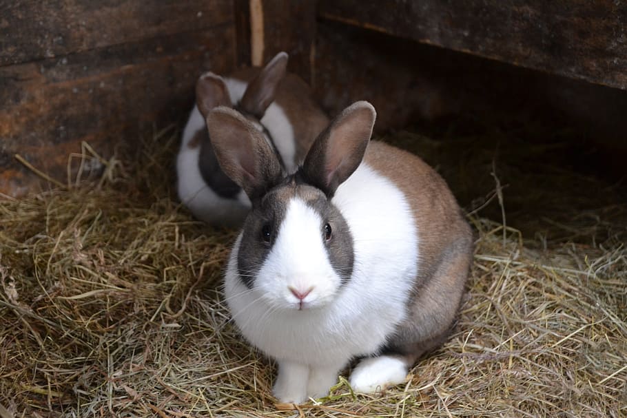 two brown-and-white rabbits, stall, hare, fur, animal, animal themes HD wallpaper