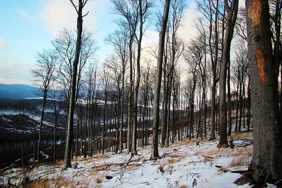 winter, forest, tree, trees, snow, nature, the sky, country HD wallpaper