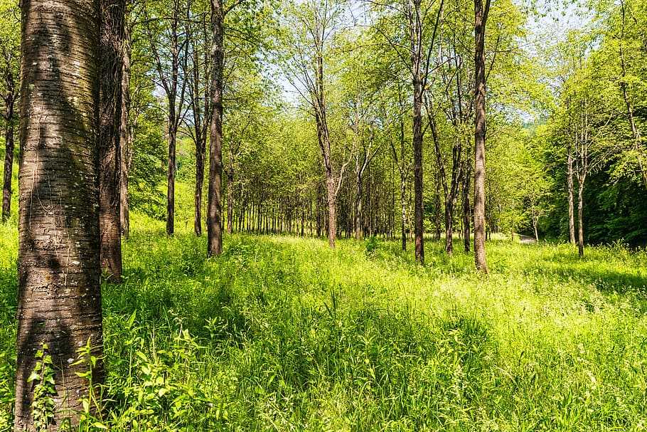 green leafed trees and grasses, forest, recovery, clean, nature HD wallpaper