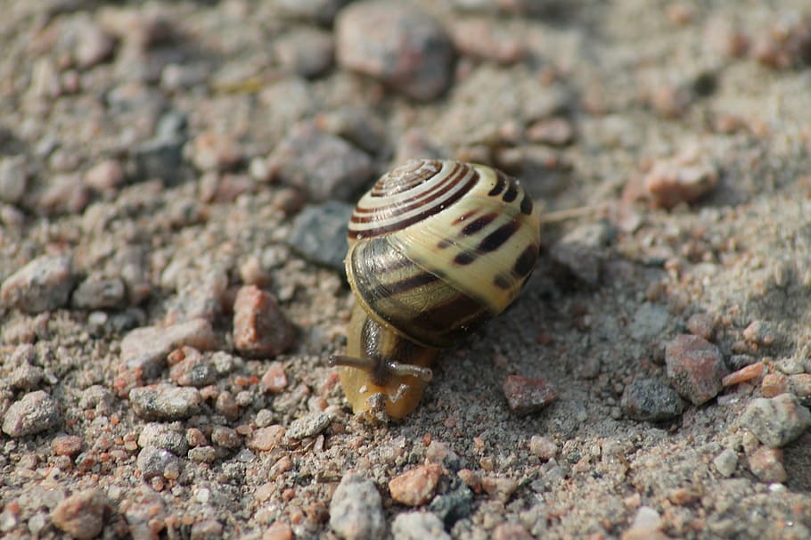 snail, shell, nature, animals, land snail, mollusk, slowly HD wallpaper