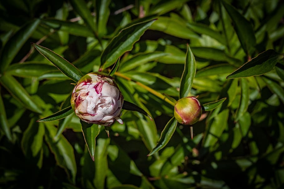 peony, bud, flower, white, spring, plant, growth, beauty in nature HD wallpaper