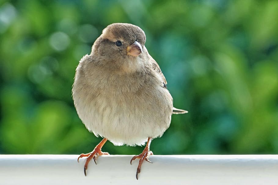 closeup photo of gray bird perched, sparrow, sperling, house sparrow, HD wallpaper
