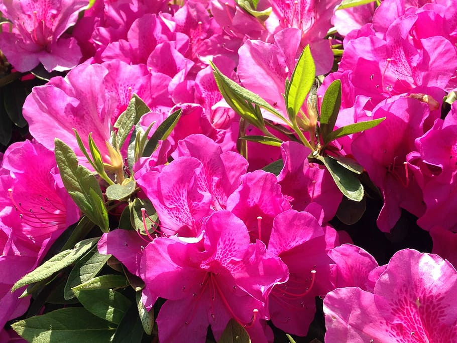 Azalea, Flowers, Pink, pink color, nature, no people, plant HD wallpaper