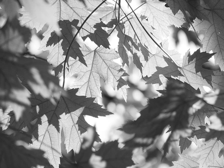 wipes, forest, nature, leaf, black and white, autumn, season HD wallpaper