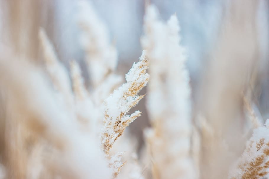shallow focus photography of white plant, frosty, wheat field