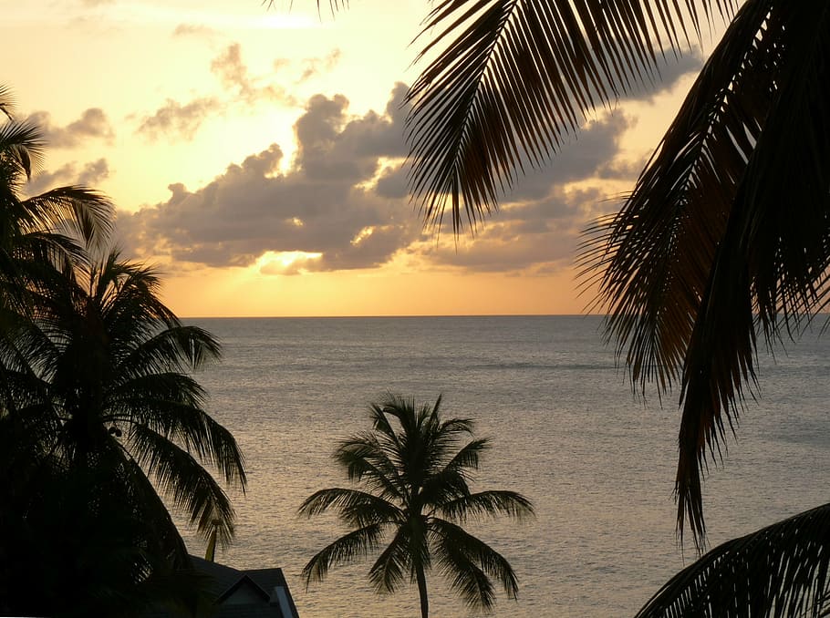 sunset, clouds, sky, golden sunset, sundown, sea, ocean, palm HD wallpaper