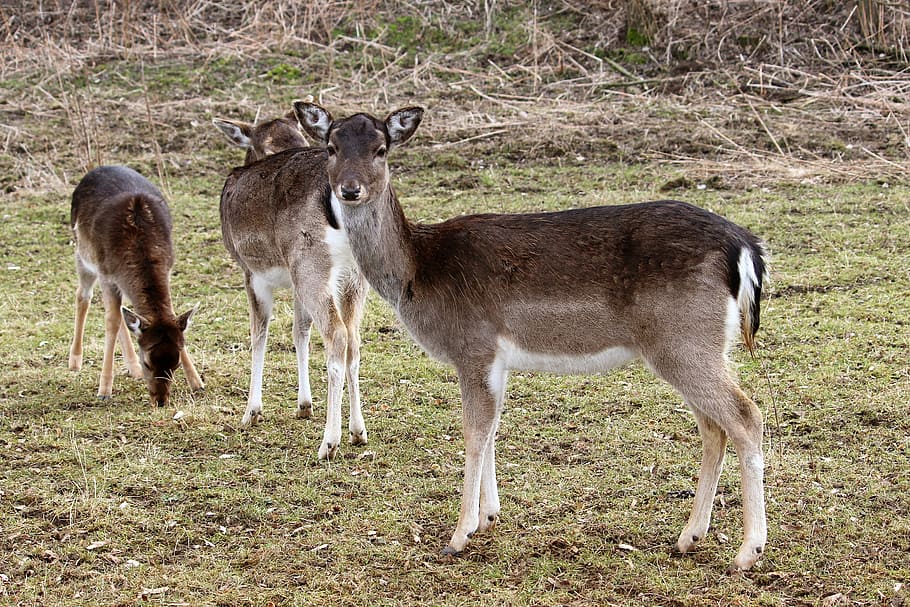 Fallow Deer, Deer, Forest, Forest, Meadow, winter time, wildlife photography HD wallpaper