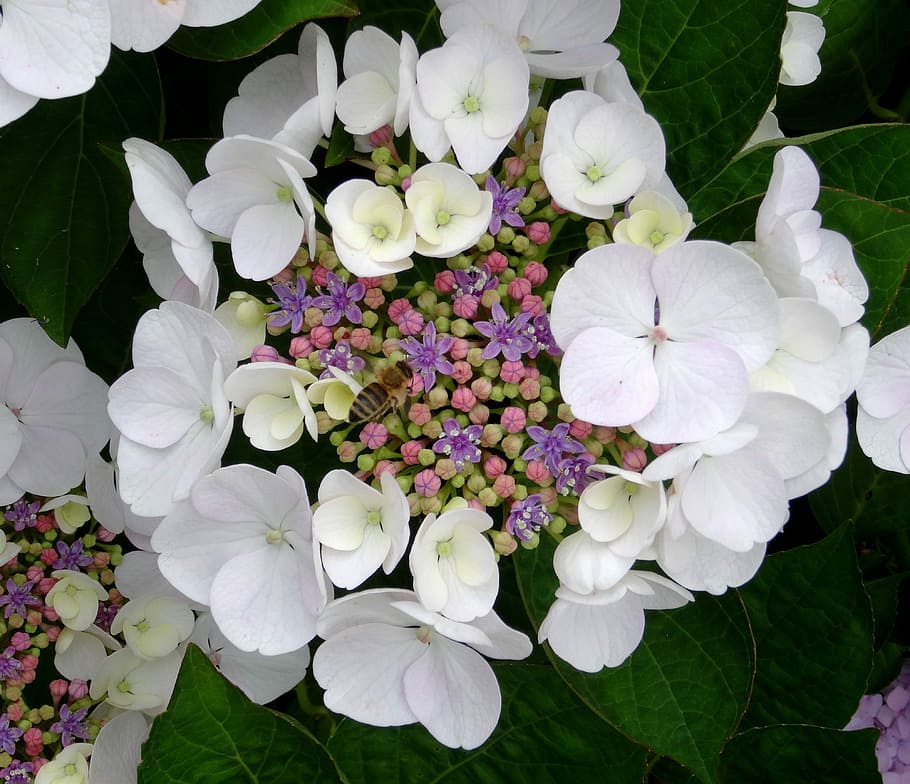 Blossom, Bloom, Hydrangea, Close, White, blue, pink, purple HD wallpaper