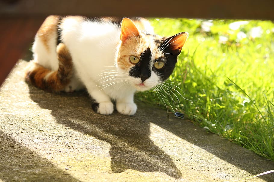 cat, animals, look, animal themes, pets, one animal, domestic HD wallpaper