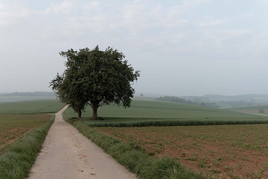fog, landscape, tree, away, plant, field, environment, sky HD wallpaper