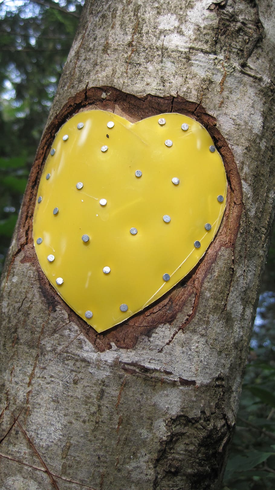 tree, heart, nature, tree trunk, yellow, plant, close-up, no people HD wallpaper