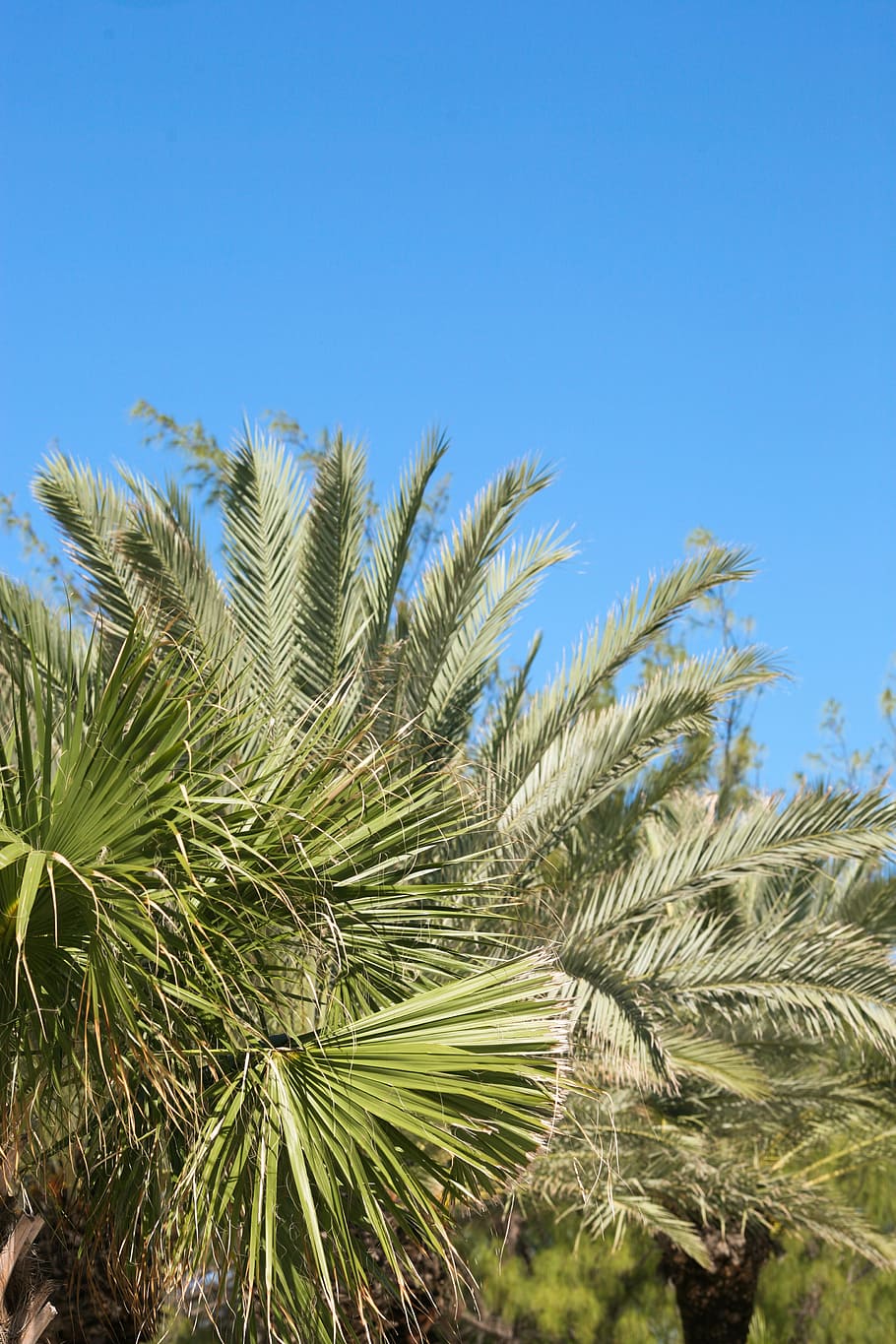 sago palm and fan palm trees, close-up photography of trees at daytime HD wallpaper