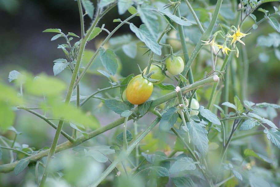 cherry tomato, fruit, plant, food and drink, healthy eating HD wallpaper