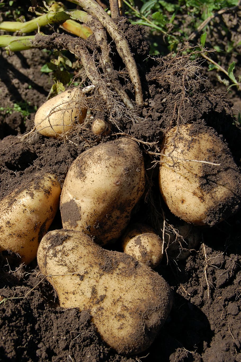 potatoes, land, fruit, why, haulm, light, roots, food and drink HD wallpaper
