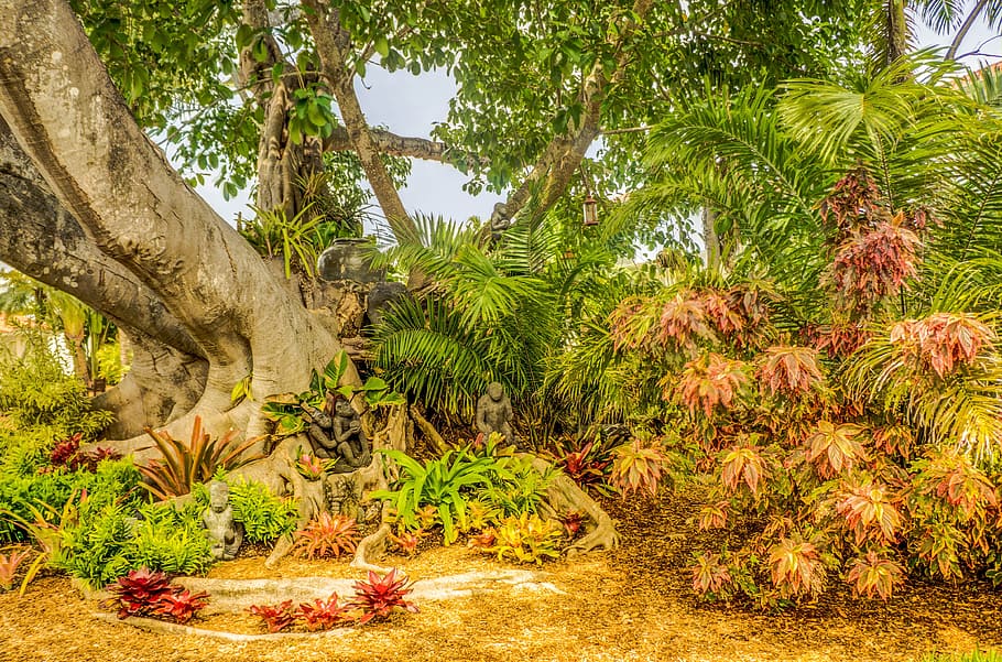 banyan tree, south florida, shangri-la, nature, environment, HD wallpaper