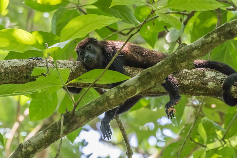 howler monkey, rainforest, tropics, climb, tree, siesta, costa rica HD wallpaper