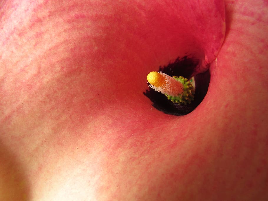 calla, flower, macro, red, orange, close-up, human body part HD wallpaper
