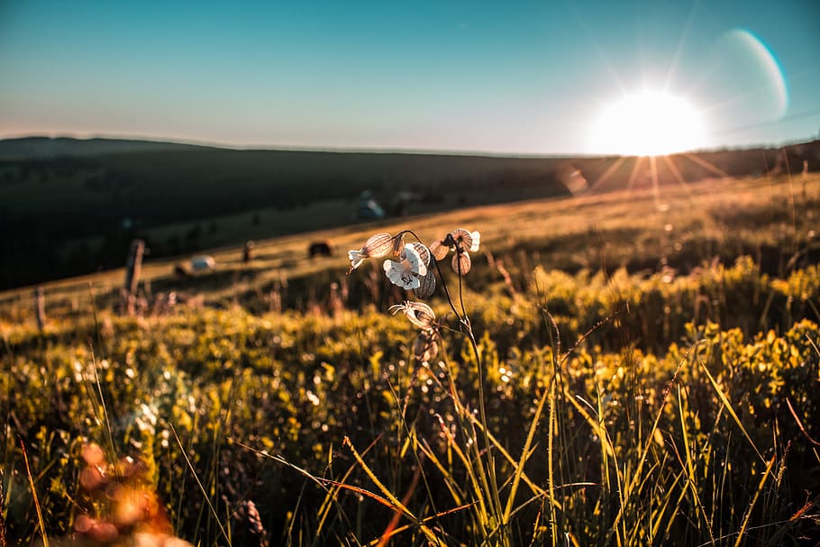closeup photography of white petaled flower in bloom, shallow focus photo of white flowers on green field during daytime HD wallpaper