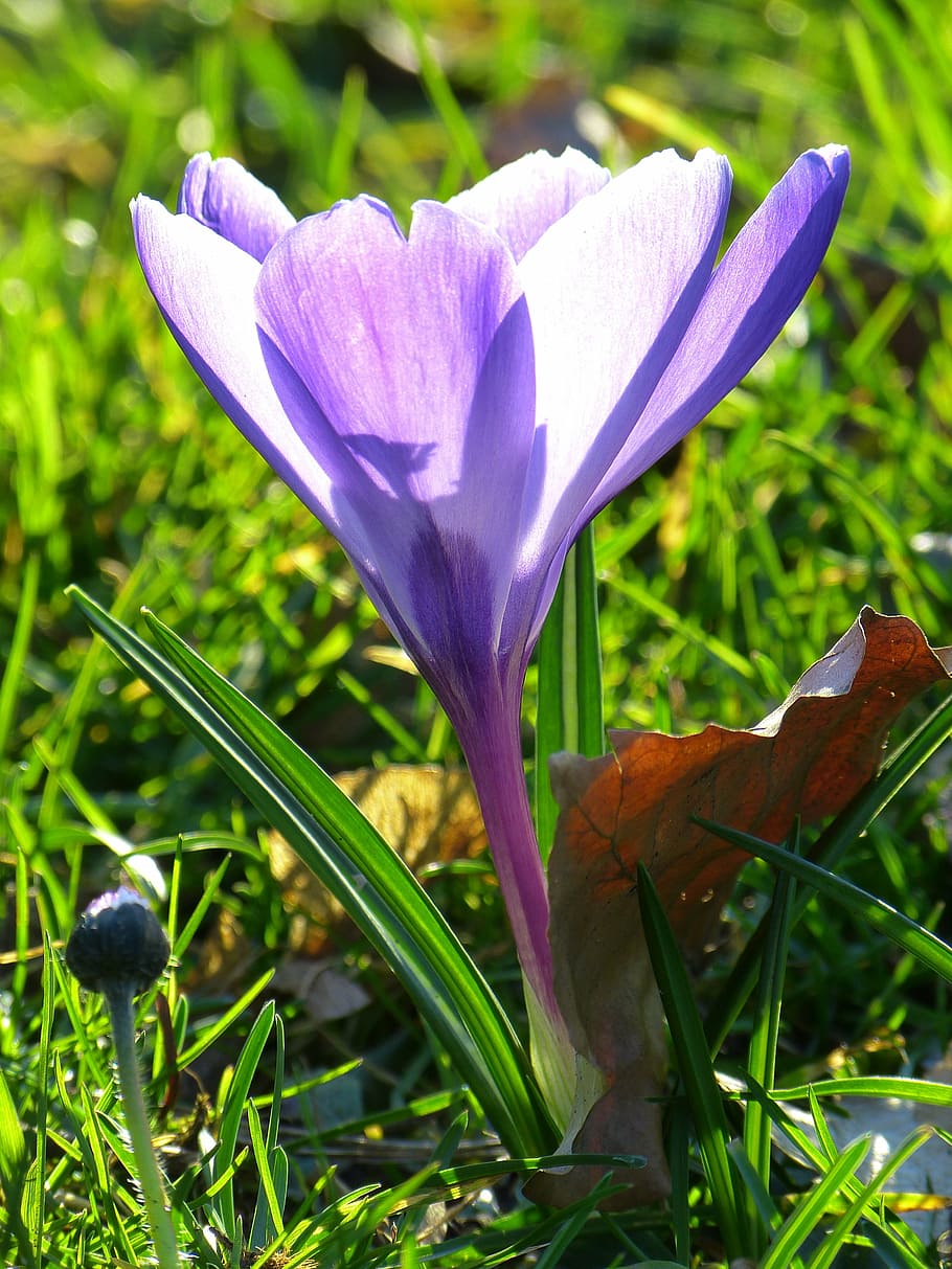 crocus, blossom, bloom, flower, spring, purple, spring flower HD wallpaper