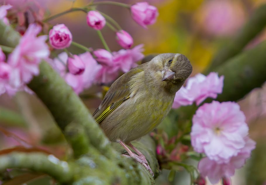 greenfinch, fink, bird, songbird, cute, nature, sitting, branch, HD wallpaper