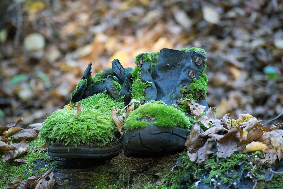 pair of black shoes with moss at daytime, forest, old, outdoor HD wallpaper