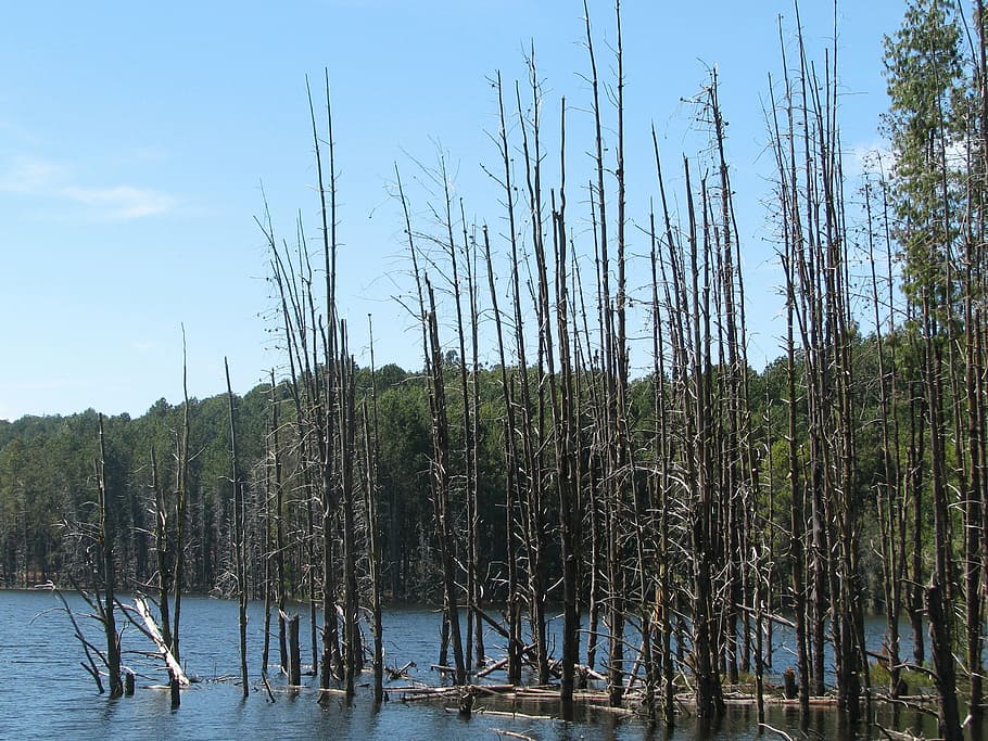 sky, clouds, trees, kodaikanal, lake, nature, forest, blue HD wallpaper