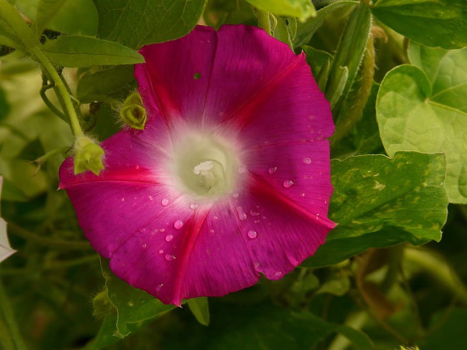 close-up photography of pink morning glory flower, Ipomoea HD wallpaper