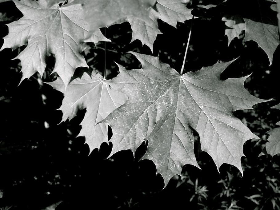 maple, leaves, forest, green, tree, plant, natural, nature HD wallpaper