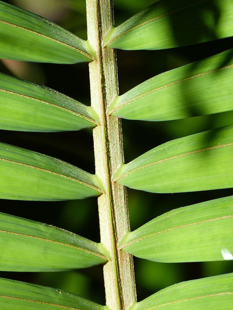 leaf, background, pattern, green, green color, no people, close-up HD wallpaper
