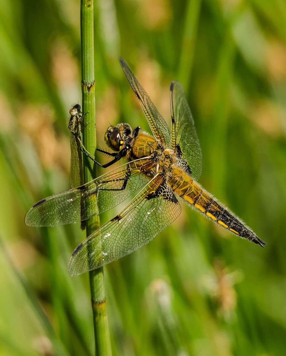 winged insect perched on plant stem, yellow dragonfly perching on green stem HD wallpaper