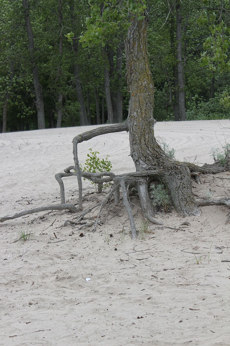 tree roots, nature, resistance, persistence, environment, strong HD wallpaper