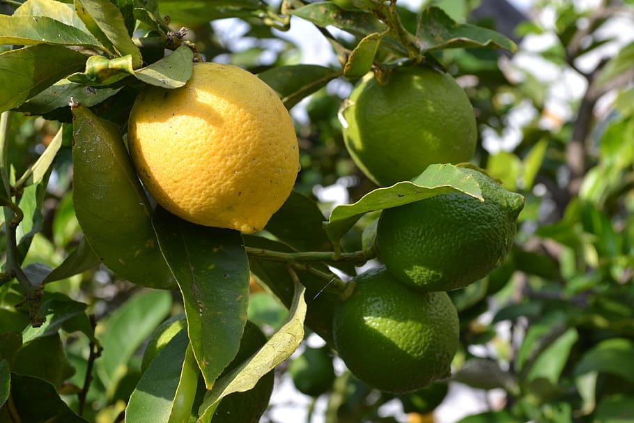 yellow lemon, leaf, fruit, food, plant part, healthy eating HD wallpaper