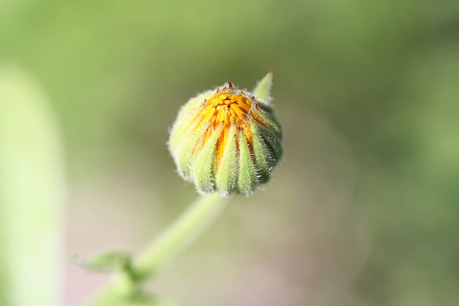 Flower, Macro, Orange, spring, flowers, insect, one animal HD wallpaper