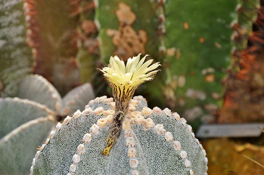 cactus, spur, blossom, bloom, green, prickly, plant, thorns HD wallpaper