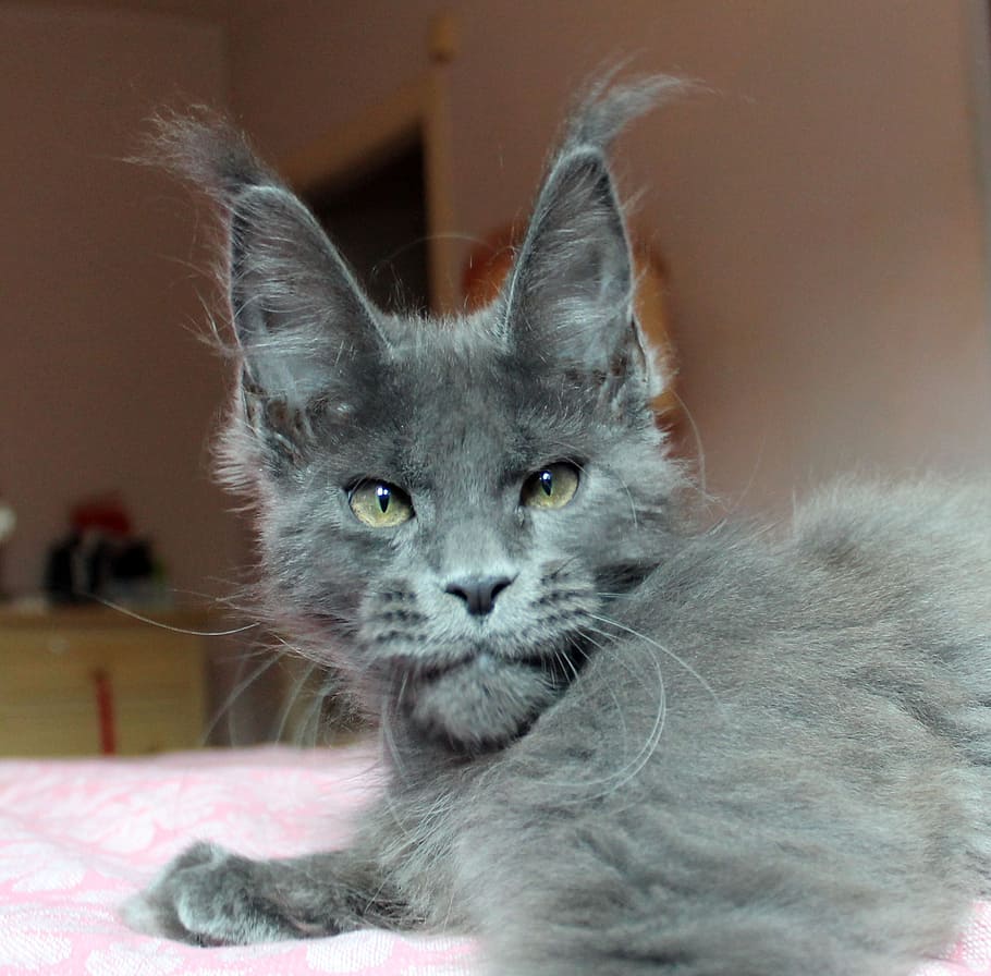 gray cat on mattress, mainecoon, puppy, animals, kittens, pets, HD wallpaper